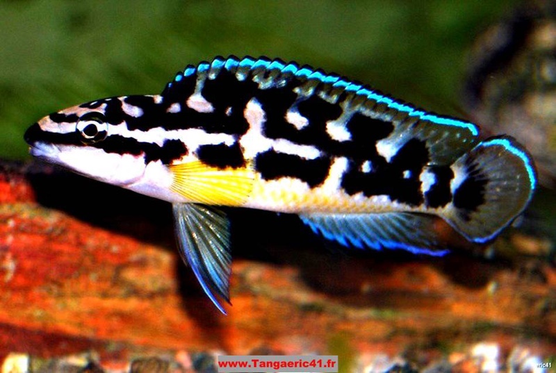 Julidochromis transcriptus 'Bemba'